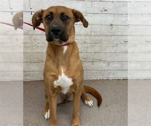 German Shepherd Dog Dogs for adoption in San Bernardino, CA, USA