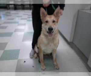German Shepherd Dog-Unknown Mix Dogs for adoption in Oklahoma City, OK, USA