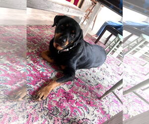 Rottweiler Dogs for adoption in Guthrie, OK, USA