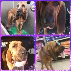 Bloodhound Dogs for adoption in Lawton, OK, USA