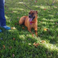 Boxer Dogs for adoption in Arlington, TX, USA