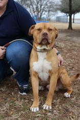 Bulloxer Dogs for adoption in Dallas, TX, USA