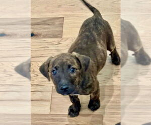 Labrador Retriever-Unknown Mix Dogs for adoption in Brewster, NY, USA