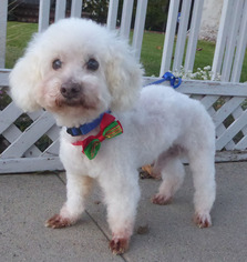 Bichpoo Dogs for adoption in Seattle, WA, USA