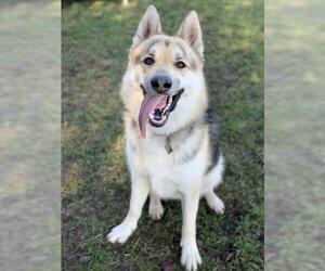 Alaskan Husky-German Shepherd Dog Mix Dogs for adoption in Washougal, WA, USA