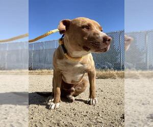 American Pit Bull Terrier Dogs for adoption in Bakersfield, CA, USA