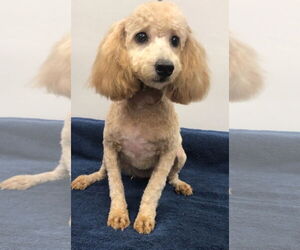 Medium Photo #3 Mutt Puppy For Sale in Lincolnwood, IL, USA
