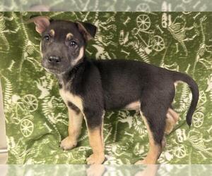 German Shepherd Dog-Unknown Mix Dogs for adoption in HESPERIA, CA, USA