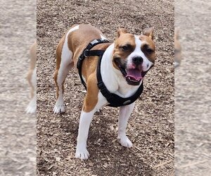 American Pit Bull Terrier-Unknown Mix Dogs for adoption in Batavia, NY, USA