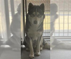 Siberian Husky Dogs for adoption in Downey, CA, USA