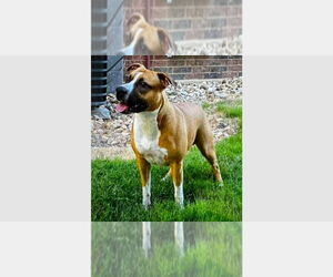 Boxer Dogs for adoption in Austin, TX, USA