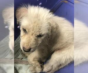 German Shepherd Dog Dogs for adoption in Conroe, TX, USA