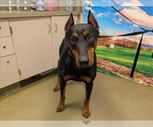 Doberman Pinscher-Unknown Mix Dogs for adoption in Moreno Valley, CA, USA