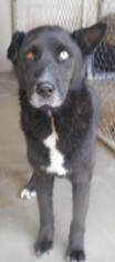 Shepradors Dogs for adoption in Yucaipa, CA, USA
