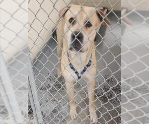 Labsky Dogs for adoption in Anchorage, AK, USA