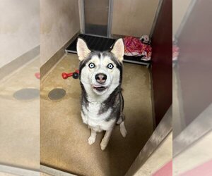Siberian Husky Dogs for adoption in Palmer, AK, USA