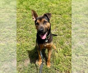 German Shepherd Dog-Unknown Mix Dogs for adoption in Forestville, MD, USA