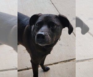 Labrador Retriever-Unknown Mix Dogs for adoption in House Springs, MO, USA