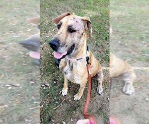 Great Dane Dogs for adoption in Mooresville, NC, USA