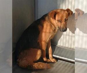 German Shepherd Dog Dogs for adoption in Camarillo, CA, USA