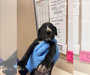 Labrador Retriever-Unknown Mix Dogs for adoption in Conroe, TX, USA