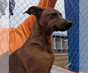 Feist Terrier-Miniature Pinscher Mix Dogs for adoption in Anniston, AL, USA