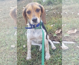Medium Photo #1 Beagle Puppy For Sale in Sparta, TN, USA