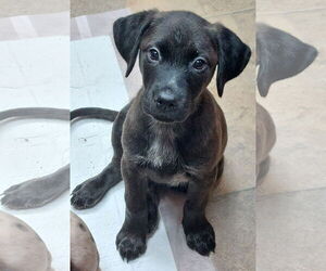 Catahoula Leopard Dog-Retriever  Mix Dogs for adoption in Sanford, FL, USA