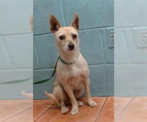 Chihuahua-Unknown Mix Dogs for adoption in Downey, CA, USA