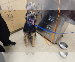 Mutt Dogs for adoption in Riverside, CA, USA