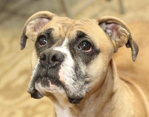 Boxer Dogs for adoption in Rossville, TN, USA