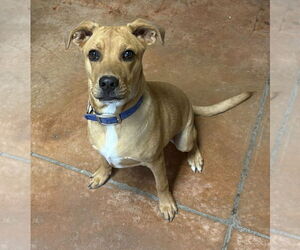 Labrador Retriever-Unknown Mix Dogs for adoption in Bolivar, MO, USA