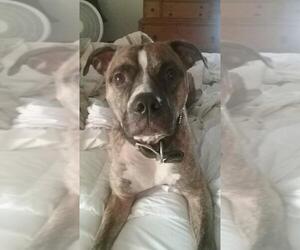 Bullboxer Pit Dogs for adoption in San Angelo, TX, USA