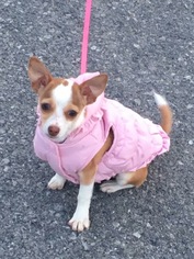 Chihuahua Dogs for adoption in East Amherst, NY, USA
