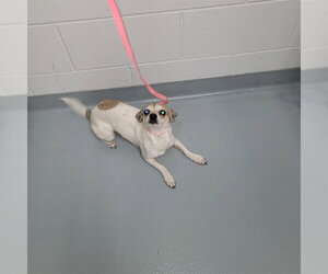 Chihuahua Dogs for adoption in St. Cloud, FL, USA