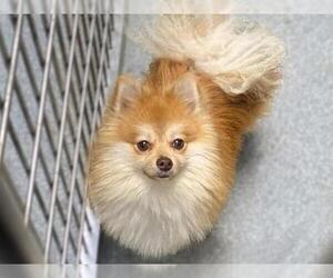 Pomeranian Dogs for adoption in Orange, CA, USA