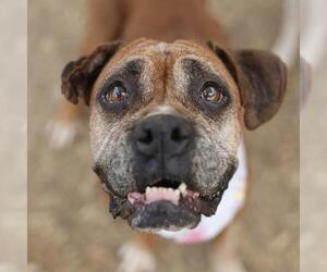 Boxer-Unknown Mix Dogs for adoption in San Antonio, TX, USA