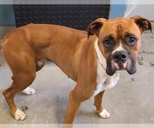 Boxer Dogs for adoption in Camarillo, CA, USA