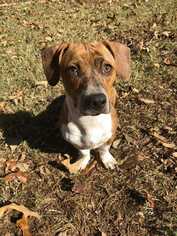 Bagle Hound Dogs for adoption in Mooresville, NC, USA