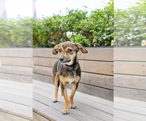 Chihuahua-Unknown Mix Dogs for adoption in Sandy, UT, USA