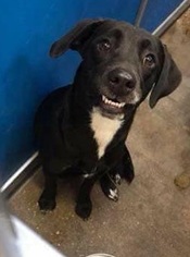 Labrador Retriever-Unknown Mix Dogs for adoption in Coldwater, MI, USA
