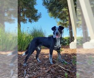 Medium Photo #1 Border Collie-Unknown Mix Puppy For Sale in Lathrop, CA, USA