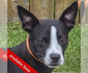 Boglen Terrier Dogs for adoption in Huntley, IL, USA