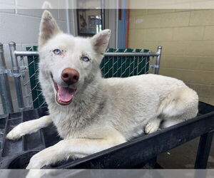 Siberian Husky Dogs for adoption in Downey, CA, USA