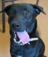 Mutt Dogs for adoption in Petaluma, CA, USA