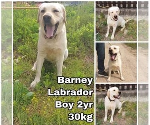 Labrador Retriever Dogs for adoption in Seattle, WA, USA
