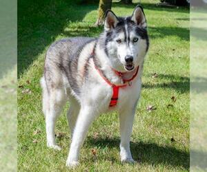 Siberian Husky Dogs for adoption in Livonia, MI, USA