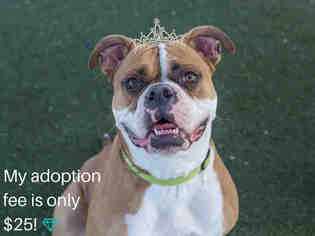 Boxer Dogs for adoption in Martinez, CA, USA