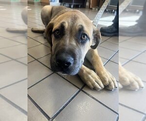 Mastiff Dogs for adoption in Burbank, CA, USA