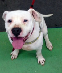 Bullboxer Pit Dogs for adoption in Roanoke, VA, USA